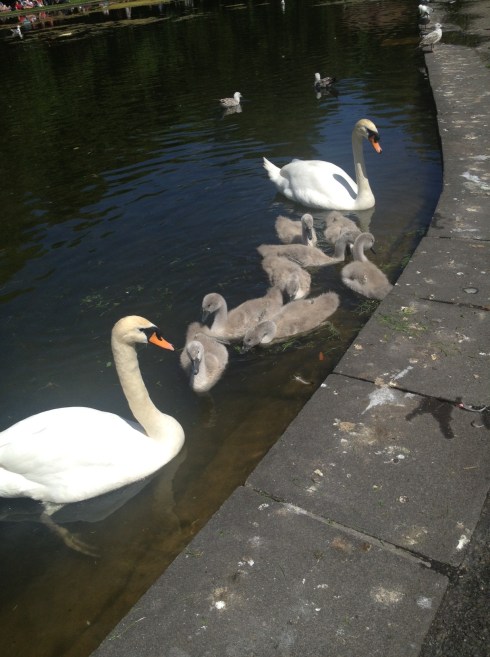 CYGNETS — YEAH!